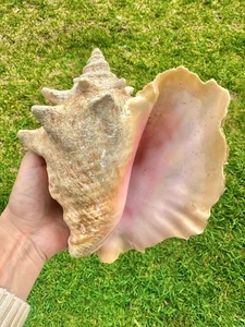 Bahamas Large Conch Seashell Ocean Beach Decor Nautical Big Decorative Sea Shell - Picture 1 of 3
