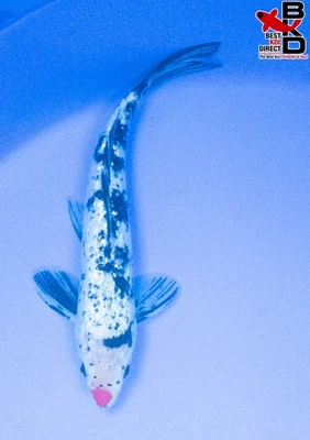 10" GIN RIN CLOWN NOSE! SANKE Live Koi Fish Garden Pond B4 - Image 1 of 4