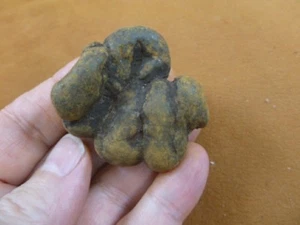 (PP462-67) 1-5/8" Genuine Fossil TURTLE POOP Coprolite DUNG WEIRD WA state doo - Picture 1 of 1
