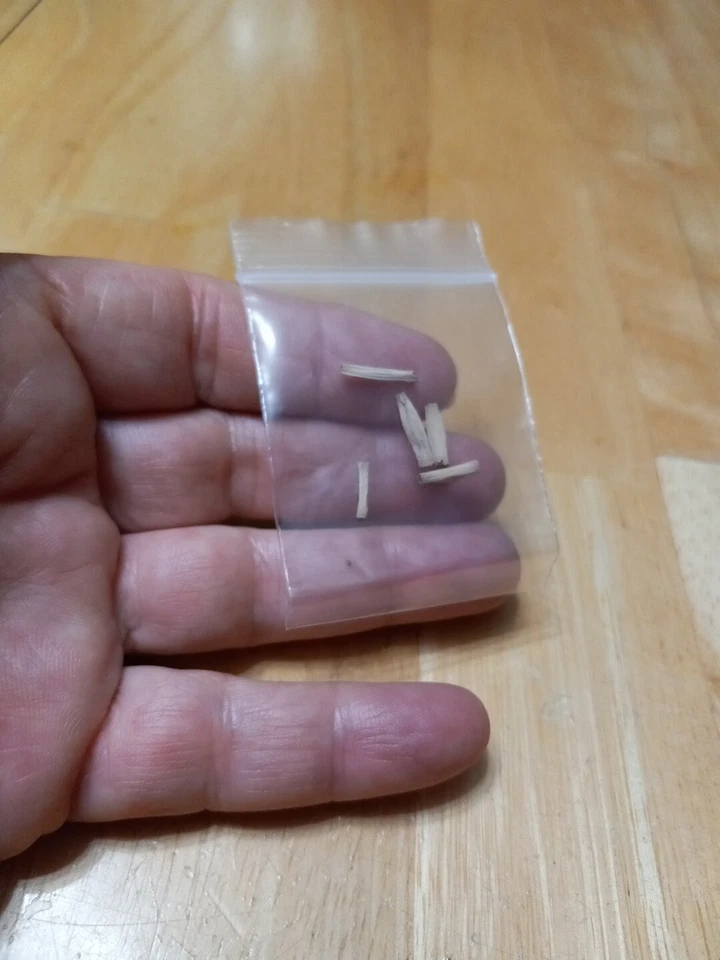 Five Desert Rose (Adenium Obesum) Seeds Florida Grown - Image 1 of 2