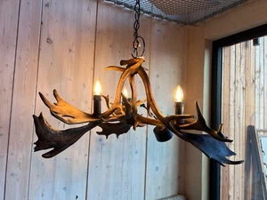 Chandelier made of real fallow deer antlers with 3 bulbs - Picture 1 of 6