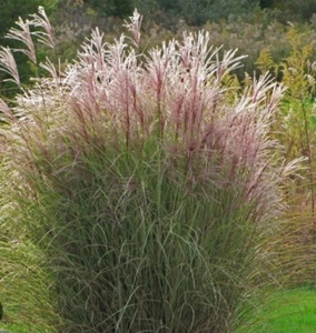 Adagio Maiden Grass - Picture 1 of 3