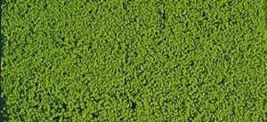 Heki 1610 - Microfeuillage vert clair - Foto 1 di 1