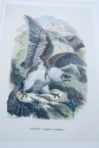 Oiseau Gypaete  estampe couleurs - Picture 1 of 4