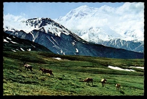 AK Karibu Weide im Autobahnpass am Berg McKinley, Alaska - Bild 1 von 2