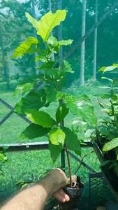 BUNCHOSIA fruit tree - organically grown - Picture 1 of 6