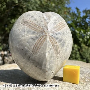 Micraster sp. echinoid fossil from madagascar - Picture 1 of 1