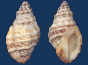 Conchiglia Roperia poulsoni - Foto 1 di 2
