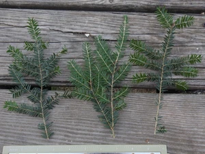 3 Stück Zweige Eastern Hemlock (Tsuga canadensis) frisch geschnitten! - Bild 1 von 2