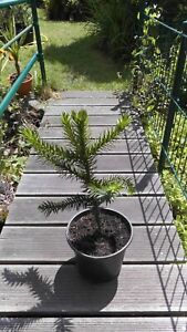 1 x Araucaria Araucana - Schmucktanne - Chilenische Anden Tanne Pflanze ca.51cm*