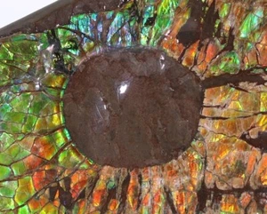 Ultra Rare 98mm Fossil Ammolite with 17mm Mosasaur Bite Alberta Canada COA 5816 - Picture 1 of 16
