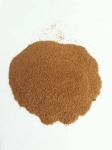 Staghorn Fern Platycerium Spore + Phytosanitary Certificate - Picture 1 of 12