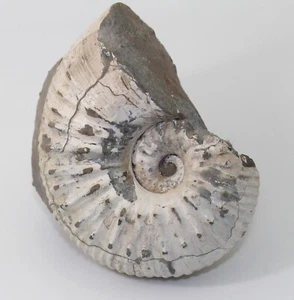 Ammonit, Liparoceras cheltiense, Jura, Pliensbach, Blockley, UK -eb8056 - Picture 1 of 8