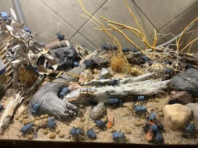 Flawed Blue Death Feigning Beatlee (Group of 10!) WHOLESALE PRICE! - Image 1 of 4