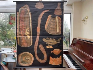 Vintage EARTHWORM school chart JUNG KOCH QUENTELL educational poster worm  - Picture 1 of 12