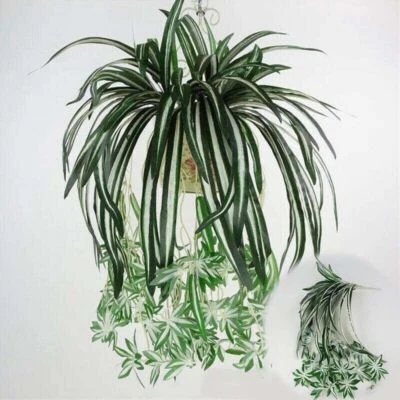 Araña Planta Hierba Falsa Chlorophytum Orquídea Hogar/Jardín Decoración Seda Artificial Foto 1 de 4