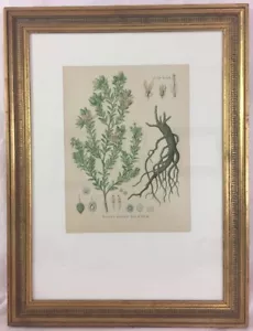 Litografia Rhatany Color 1880 incorniciata professionalmente Krameria triandra medicinale - Foto 1 di 11
