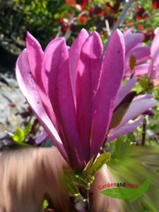 Purpurmagnolie Magnolia Susan kleinwüchsig duftend 80-100 - Bild 1 von 1