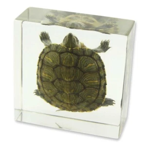 Turtle Specimen - Picture 1 of 1