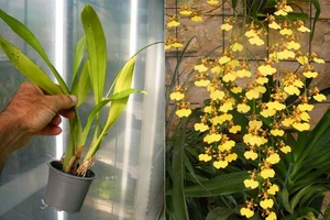 Oncidesa (Oncidium) Gower Ramsey, orchidée, Orchid - Foto 1 di 1