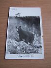 Vintage RP Postcard Black Bear in the Wild Gimli Man Canada 1960