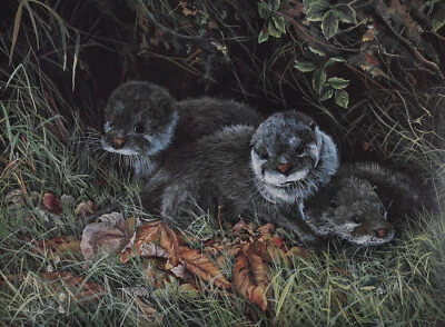 Dorothea Buxton-Hyde - Giclée Aus Dem 20. Jahrhundert, Neugierige Otter - Bild 1 von 4