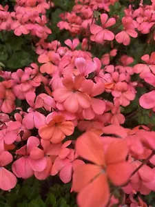 2 Cuttings Geranium~ Pelargonium Zonal Pink Salmon~For Propagation~Garden Flower - Picture 1 of 14