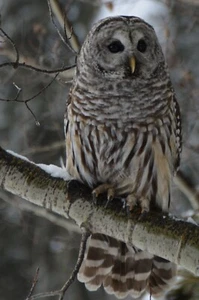NORTHERN BARRED OWL GLOSSY POSTER PICTURE PHOTO PRINT bird hoot america - Picture 1 of 1