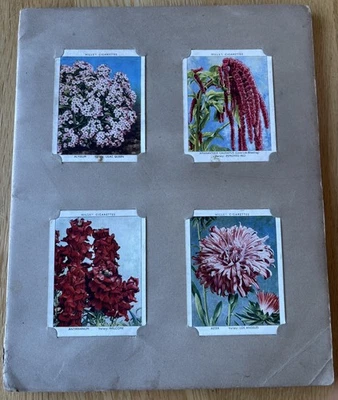 Will’s Cigarette Picture-Card Album - 40/40 - Garden Flowers New Varieties 1939 - Image 1 of 4