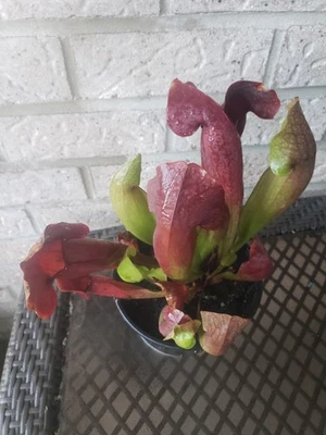 Enorme Sarracenia Catesbaei jarro pântano planta carnívora  - Imagem 1 de 4