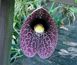 Aristolochia Littoralis Vine, 10 Seeds Calico Flower, Elegans Dutchman's Pipe - Picture 1 of 5