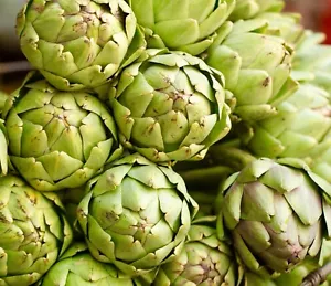 Artichoke Gros Vert De Laon - 10x Seeds - Vegetable - Picture 1 of 1