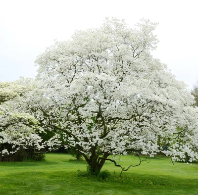 Набор из 2 белых кизиловых деревьев для посадки, деревья Cornus Florida высотой 6-8 дюймов в горшке 4 дюйма - Изображение 1 из 4