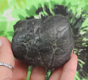 Fossil Sharks Coprolite NO RESTORATIONS / megalodon sharks teeth tooth - Picture 1 of 4