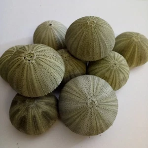 10 x green sea urchins. Beach home coastal decor. Collectors. Art sea shell - Picture 1 of 3