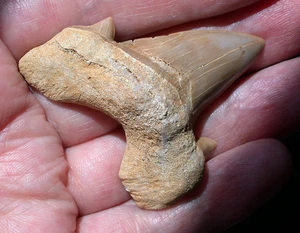 Superb Large Extinct Otodus Fossil Shark Tooth Megalodon Ancestor 2.16 Inches - Picture 1 of 10