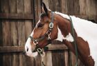 Kentucky Horsewear Plaited Nylon Halt Head Collar - Full With Lead Rope Green