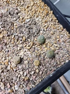 Pseudolithos Migiurtinis Cactus Succulent - Picture 1 of 1