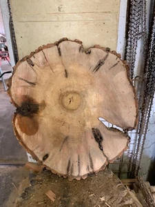Baumscheibe, Holzscheibe, ca. 50/5cm Esche - Bild 1 von 1