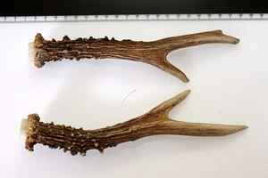 2 Geweihstangen vom Reh Geweih Deko Tischdeko Floristik - Bild 1 von 2