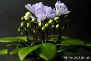 LE-Goluboy Dunay  2 Blätter/ 2 leaves African Violet Usambaraveilchen - Bild 1 von 1