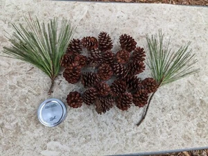 High quality, Unbroken, Good color Pine Cones. - Picture 1 of 4