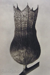 1942 Original KARL BLOSSFELDT Botanical Plant Flower Germany Photo Gravure Art - Picture 1 of 1