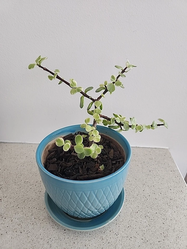 🐘🌱 Elephant Bush (Portucalaria Afra) In 2-5" Nursery, Tin & Stoneware Pots - Image 1 of 3