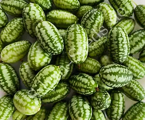 15 Samen Mexikanische Minigurke Mini Gurke Melothria Scabra Cucamelon - Bild 1 von 3