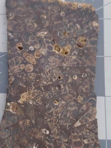 Turritella Achat Schnecke Fossil Platte Green River Formation Wyoming 66 Millionen Jahre alt - Bild 1 von 10