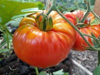 Speisemöhre,Rotin,Saatgut,Daucus carota,Gemüse,Chrestensen,421550,NLC 3