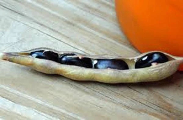 BEAN SEED, BLACK VALENTINE,HEIRLOOM,  20+ SEEDS, NON GMO, BEANS - Image 1 of 1
