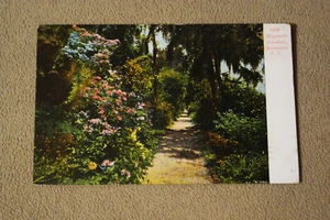 Magnolia Gardens - Charleston, South Carolina - Picture 1 of 2