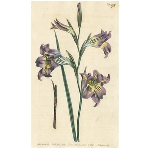 Rare 1802 Curtis Engraving No. 578 GLADIOLUS RECURVUS, VIOLET-SCENTED CORN-FLAG - Picture 1 of 9